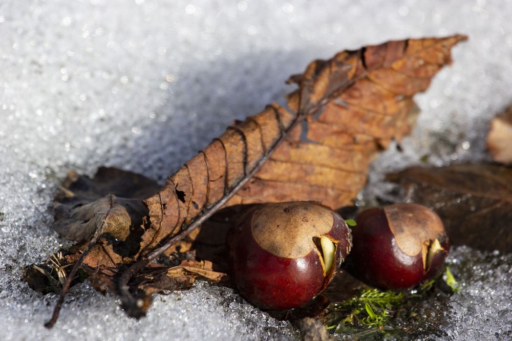 Весна под ногами