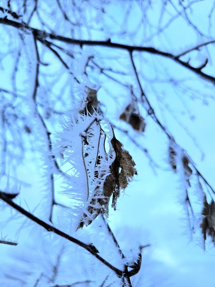 Photograph by Elena Neprosh