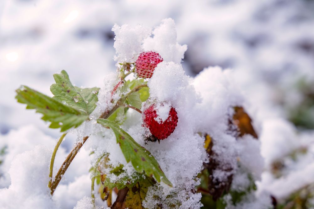 Земляника в снегу