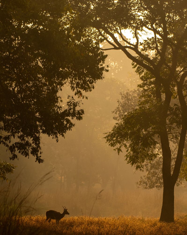 Photograph by Arnold Judson Samuel