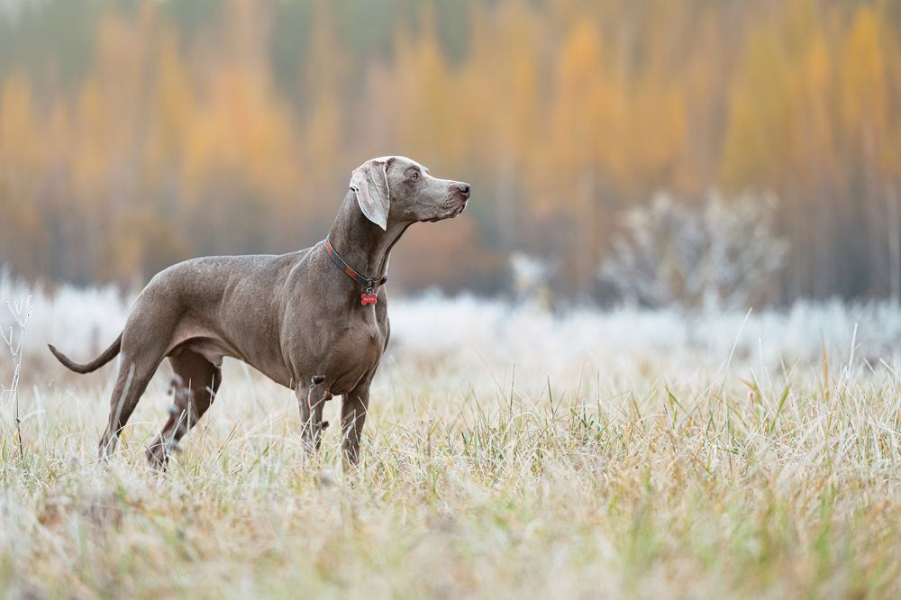 Photograph by Мария Калинина