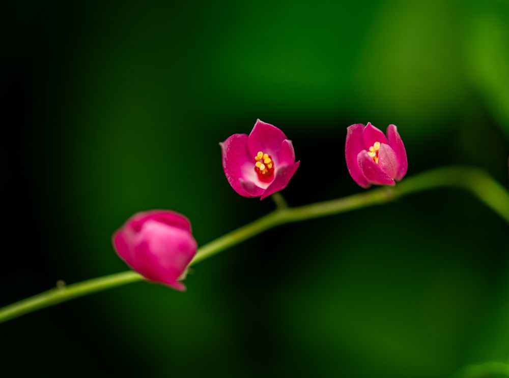 Sydney Rockrose (Boronia serrulata)