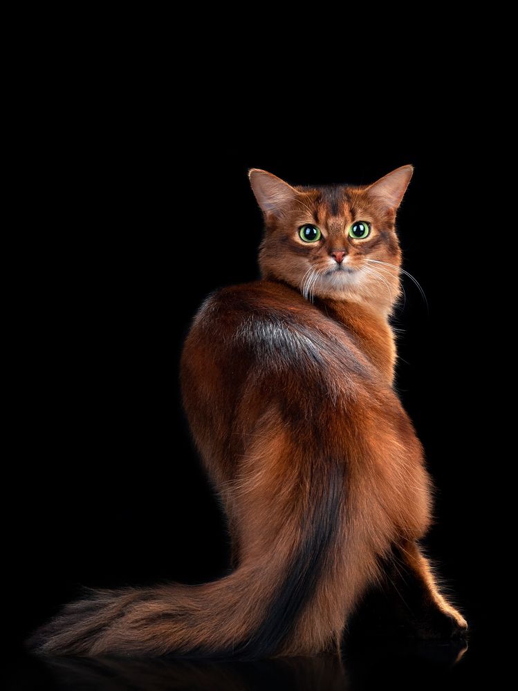 Фотография автора Светлана Медведева