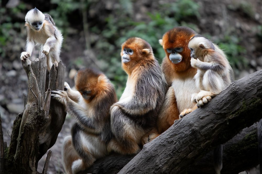 История семьи