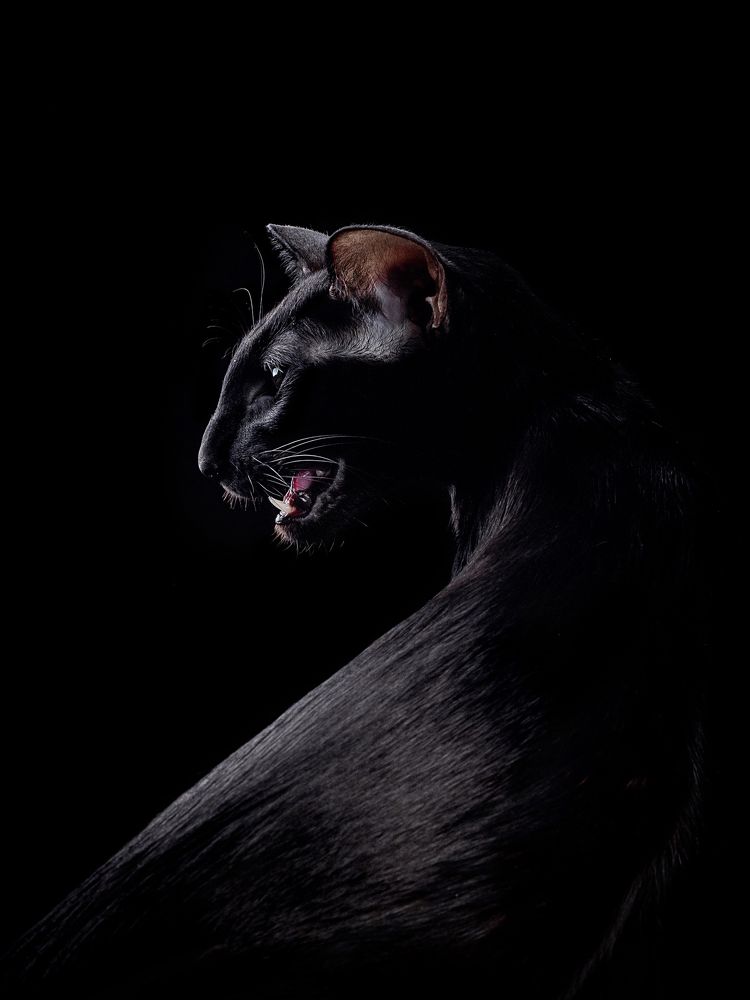 Фотография автора Светлана Медведева