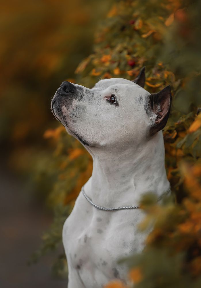 Фотография автора Юлия Чайкина