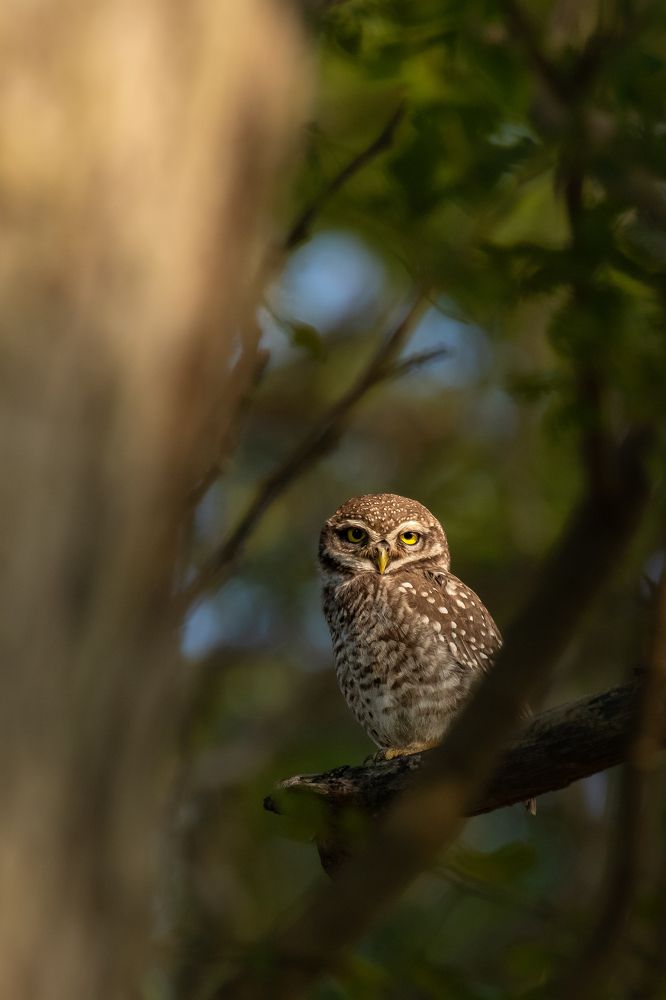 Фотография автора Sriram kumar