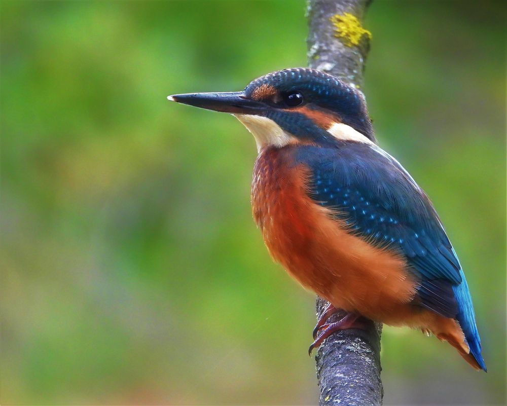 Photograph by Ružica