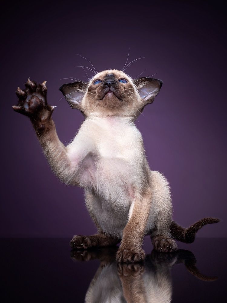 Фотография автора Светлана Медведева