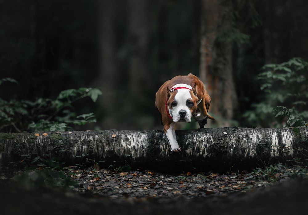 Photograph by Юлия Чайкина