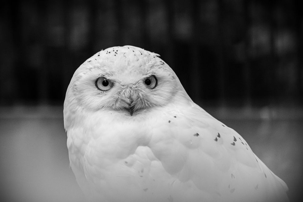 Photograph by Елена Берсенёва