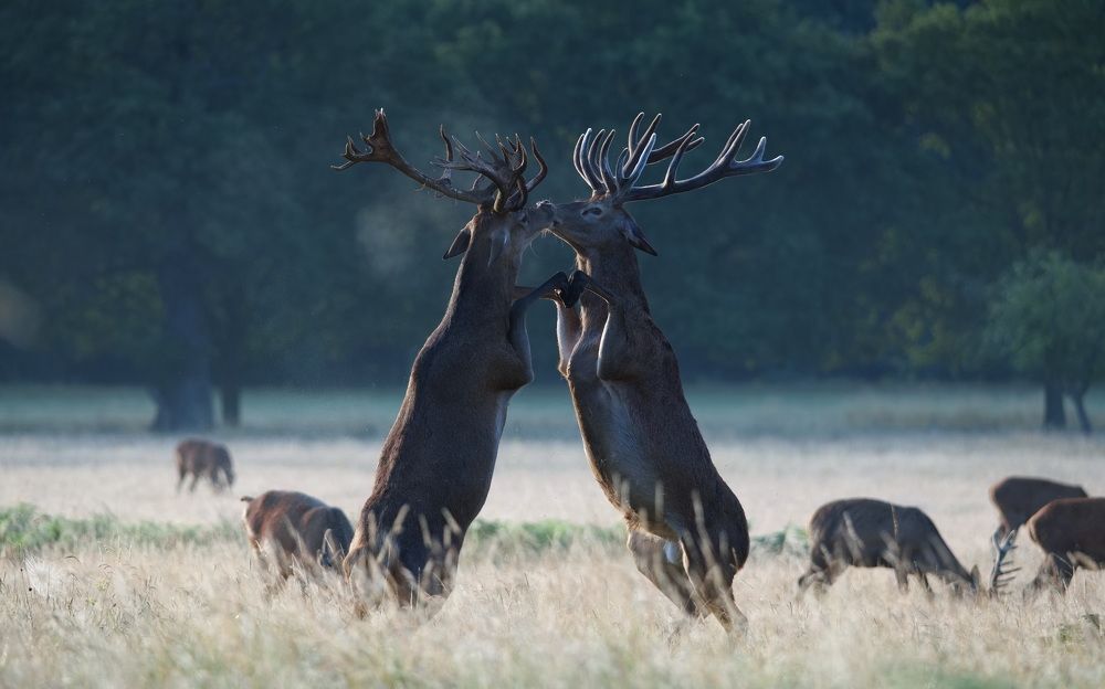 Duel in the Morning Mist