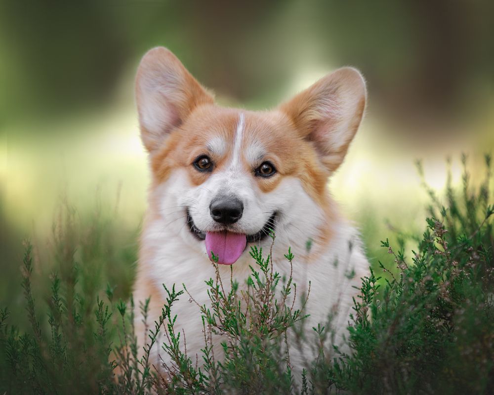 Фотография автора Юлия Чайкина