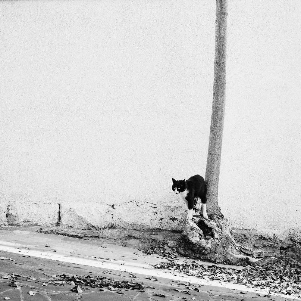 Фотография автора Владимир Эделев