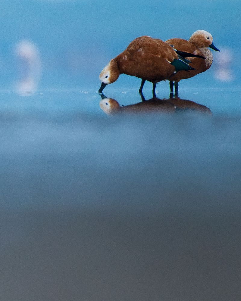 Photograph by Arnold Judson Samuel