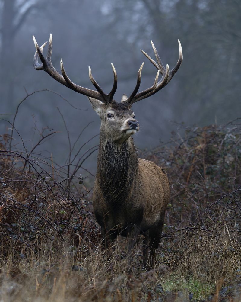Guardian of the Misty Moorlands