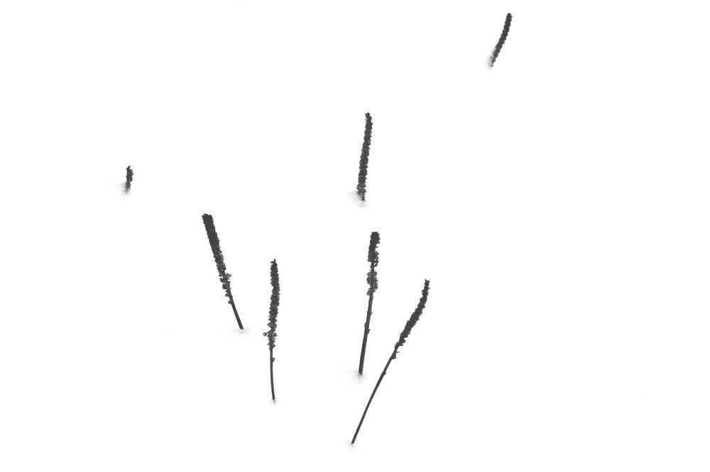 Зимние письмена