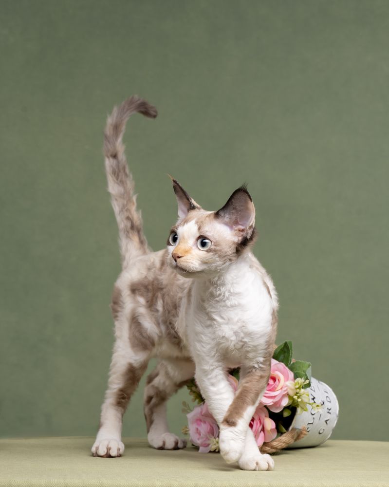 Фотография автора Kovaleva Irina