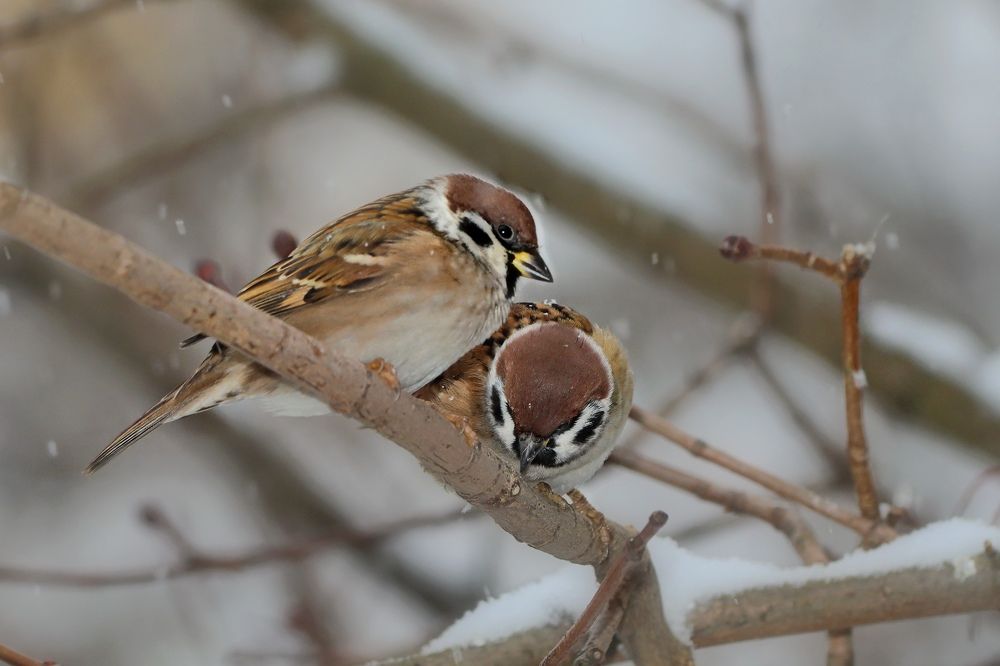 Photograph by Татьяна Бравая