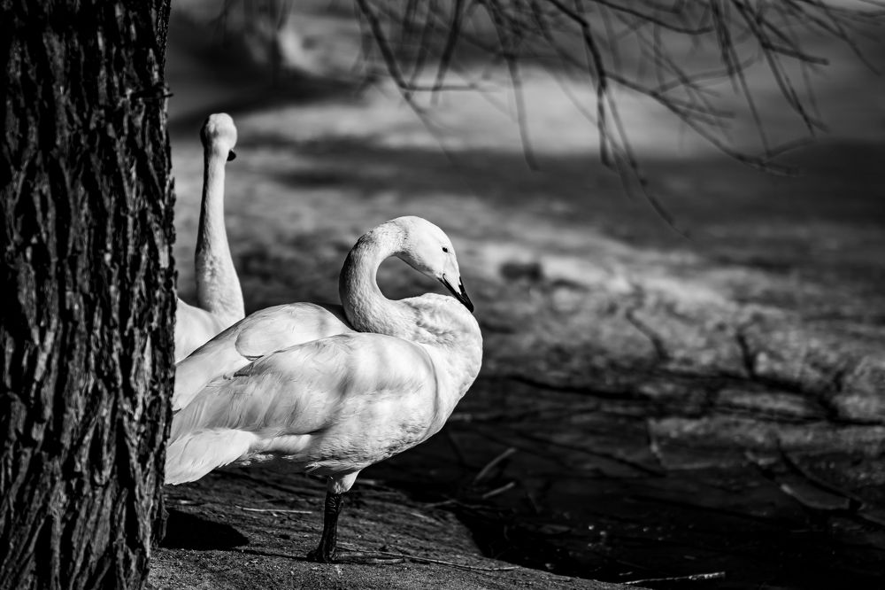 Photograph by Елена Берсенёва