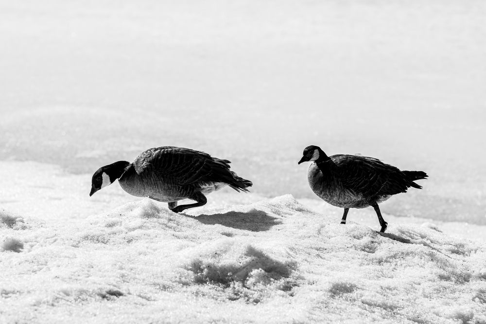 Photograph by Елена Берсенёва