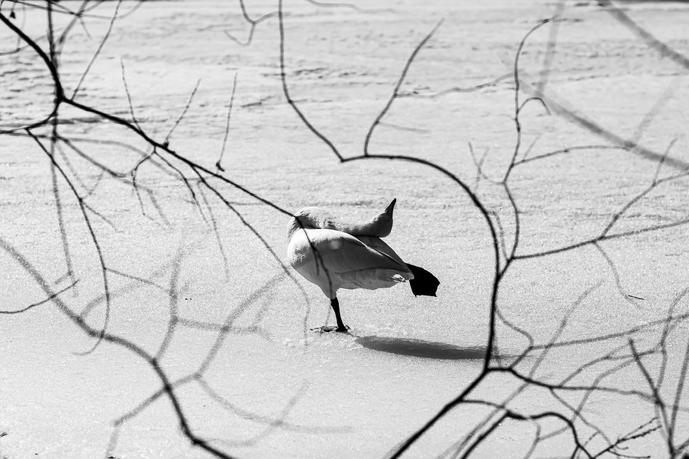 Photograph by Елена Берсенёва