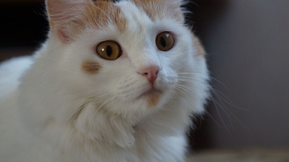 Photograph by Лиза Малыгина