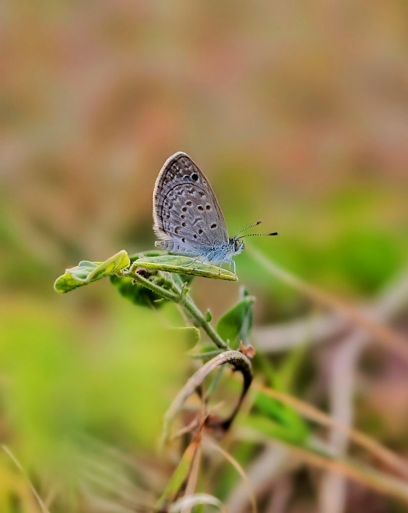 Фотография автора Pavitra Vyas