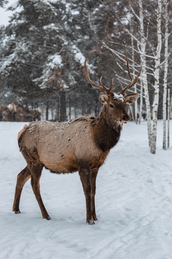 Photograph by Татьяна Муравкина