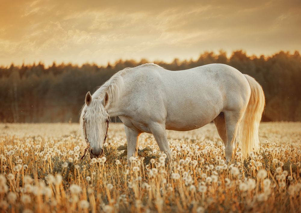 Фотография автора Онучина Юлия