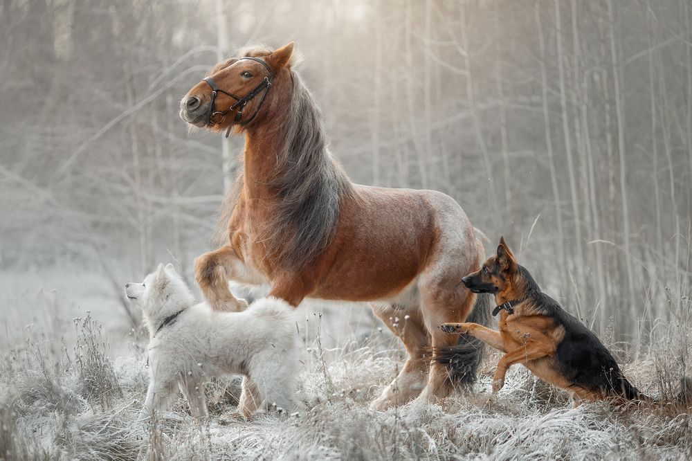 Фотография автора Онучина Юлия