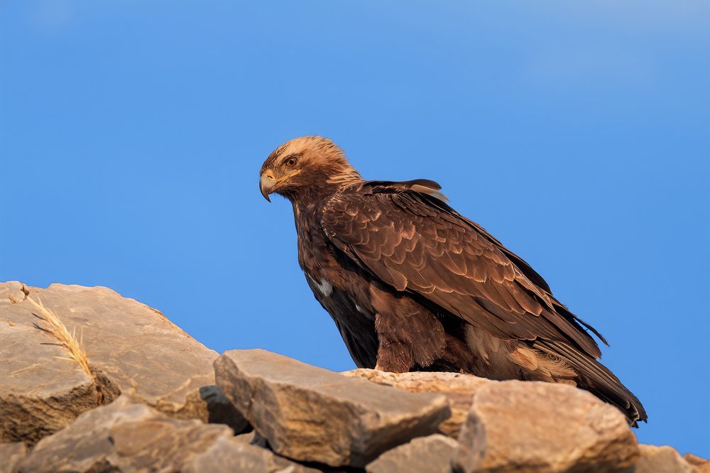 Photograph by Nephotograph