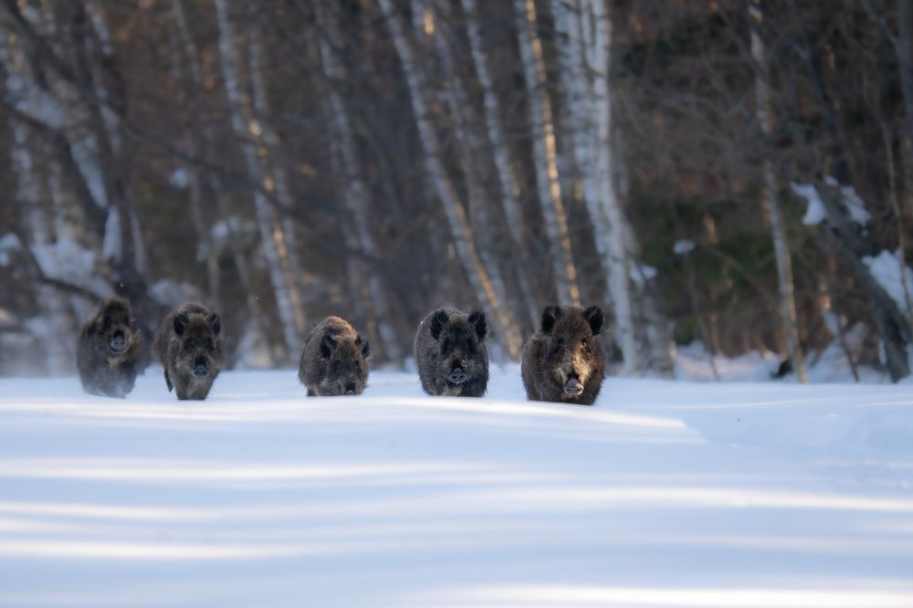 Photograph by Nephotograph