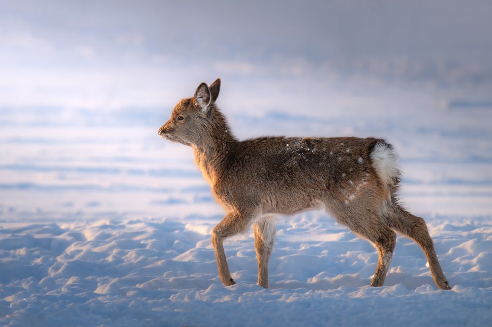 Photograph by Nephotograph