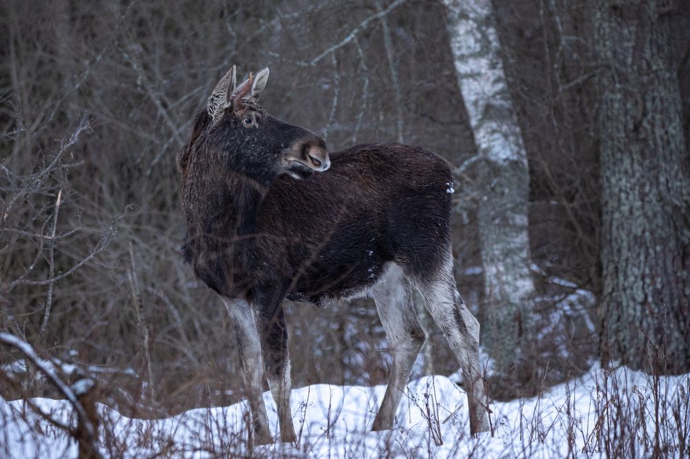 Фотография автора Boris Konovalov