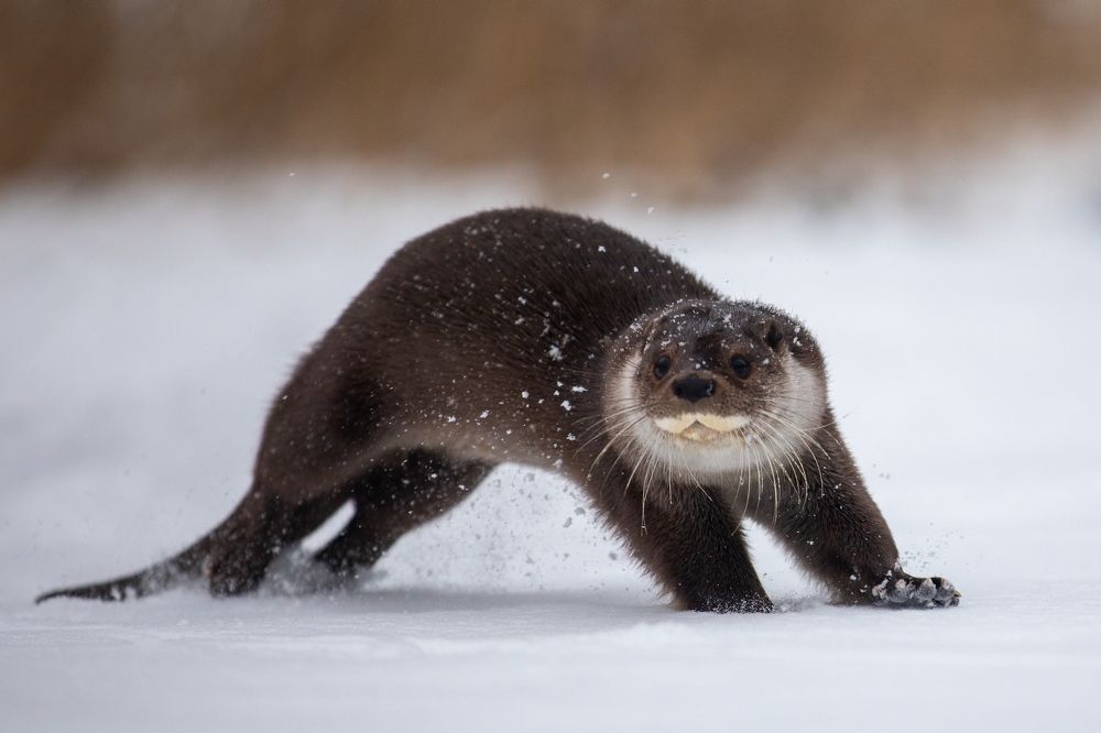 Photograph by Boris Konovalov