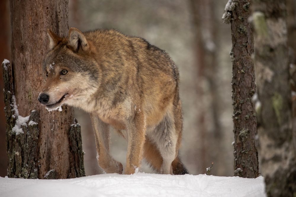 Photograph by Boris Konovalov