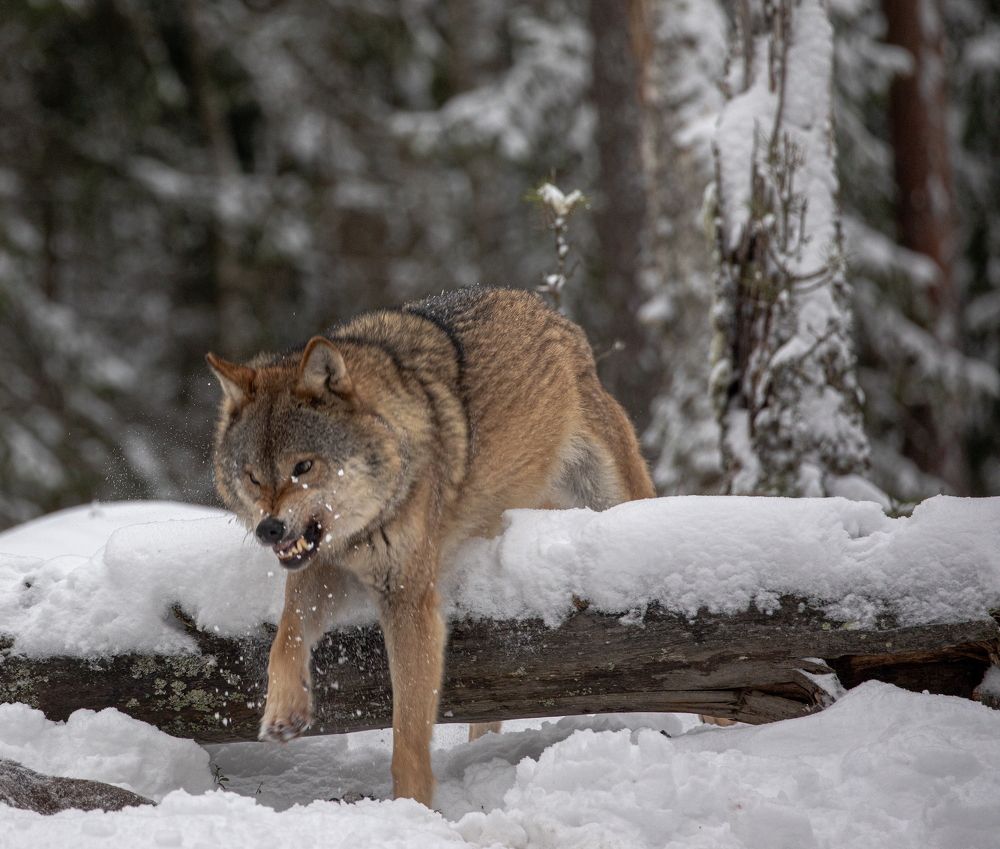 Photograph by Boris Konovalov