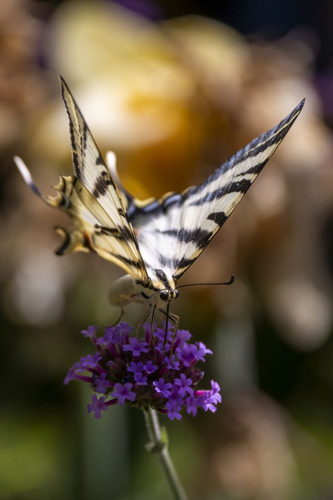 Colourful butterfly portrait