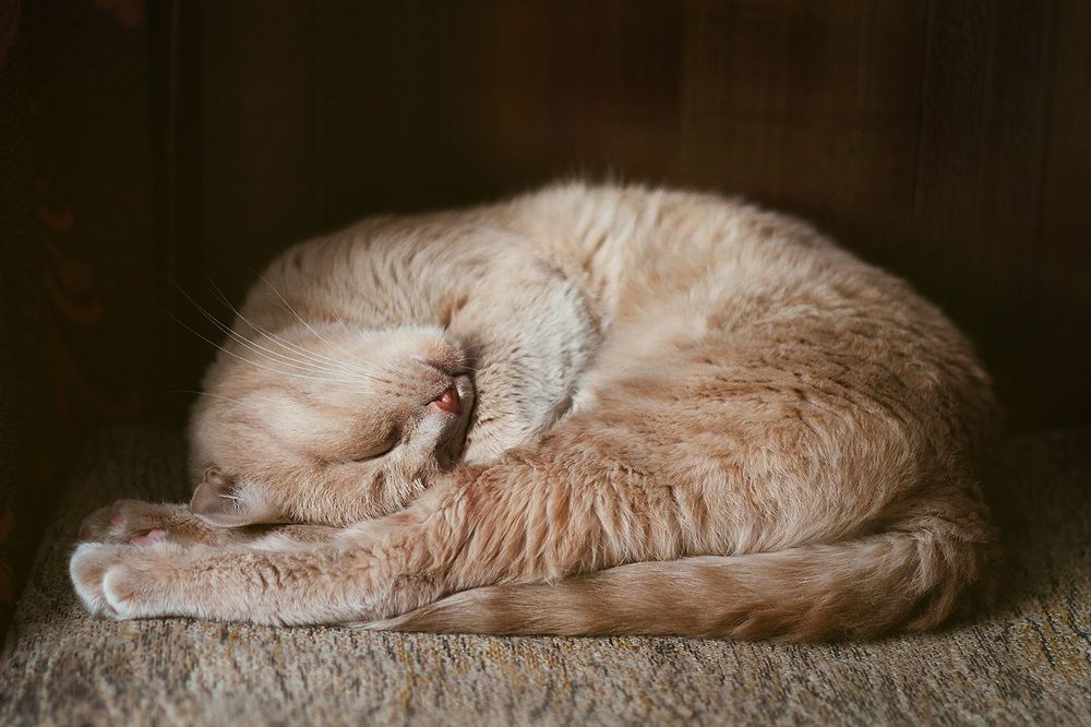 Photograph by Курочкина Диана