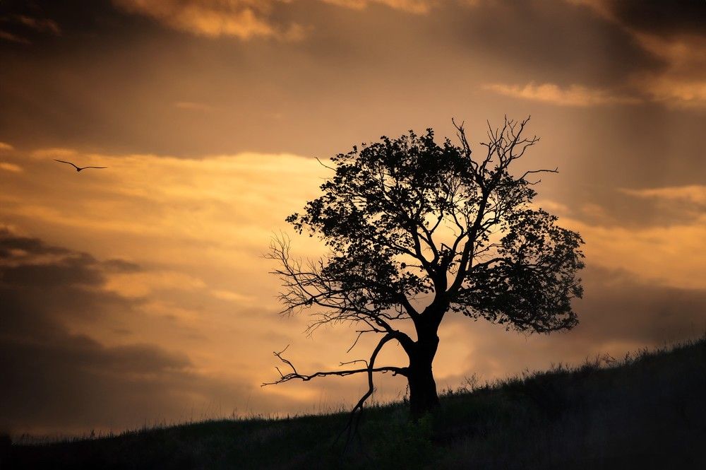 Photograph by Nephotograph