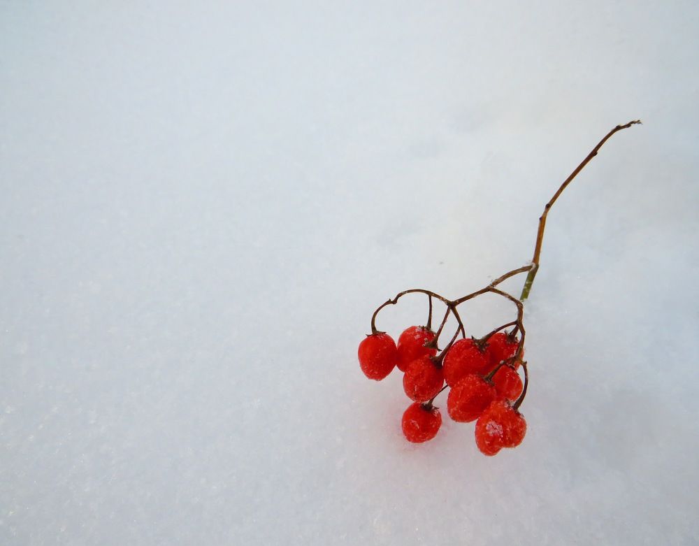 Ягодки на снегу