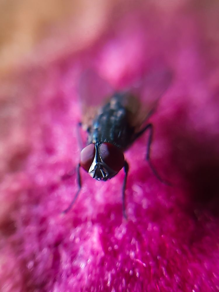 Фотография автора Arpan Adhikary