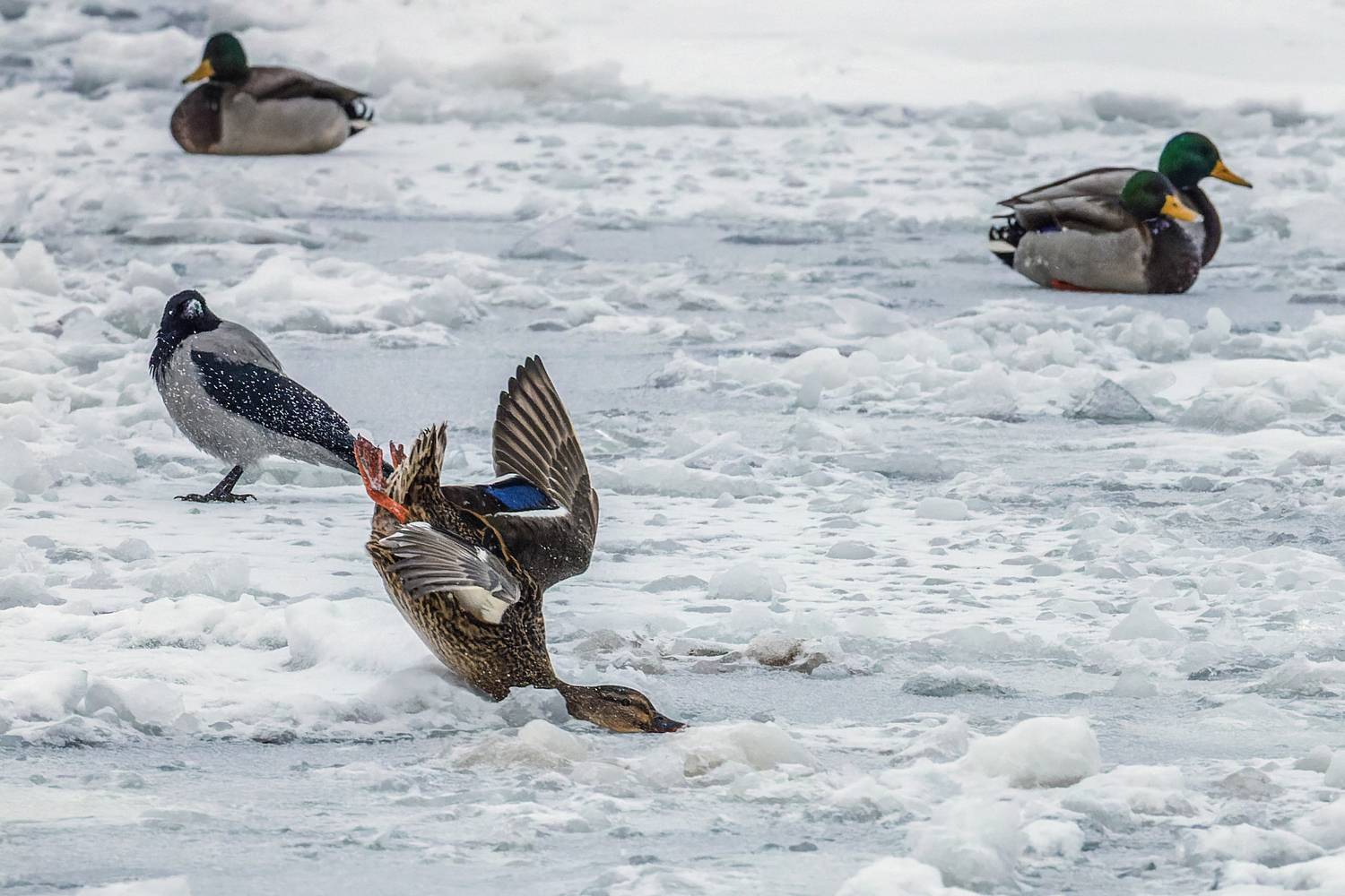 Жесткая посадка