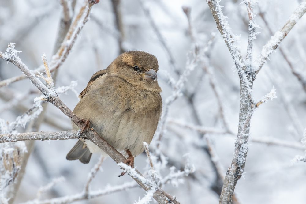 Морозно сегодня