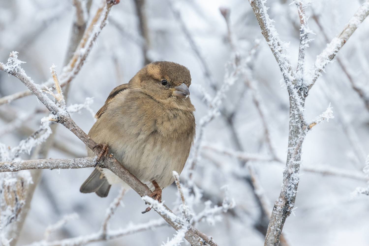 Морозно сегодня