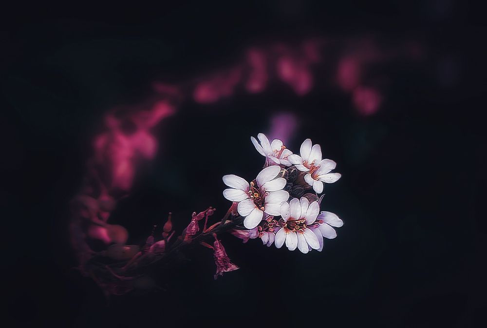 Photograph by Татьяна Бравая