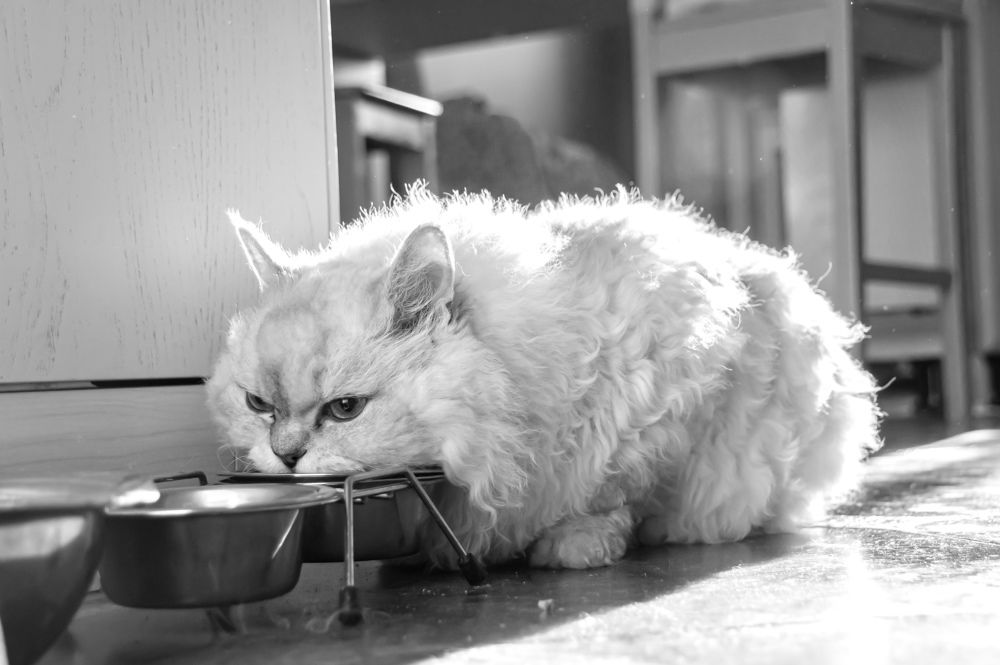 Photograph by Елизавета Корнилова