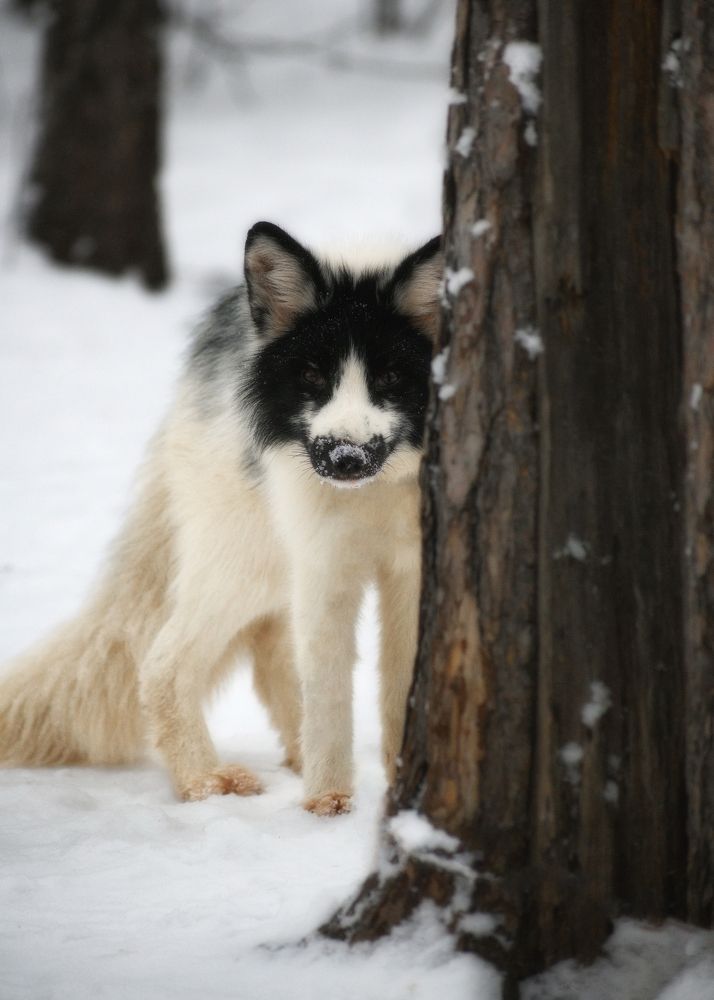 Photograph by Евгений Гецев