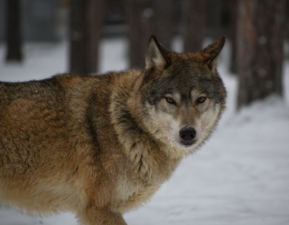 Photograph by Евгений Гецев